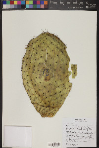 Opuntia leucotricha image