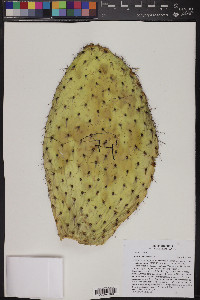 Opuntia leucotricha image