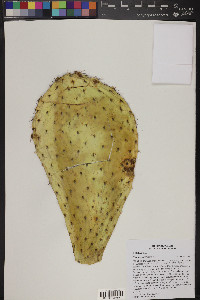 Opuntia leucotricha image