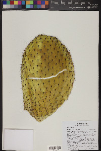 Opuntia durangensis image