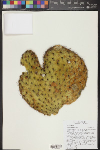 Opuntia leucotricha image