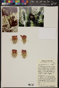 Cylindropuntia wolfii image