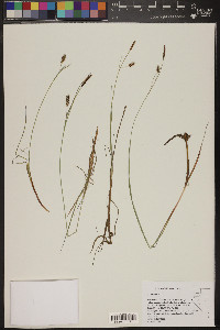 Carex limosa image