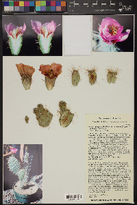 Opuntia polyacantha image