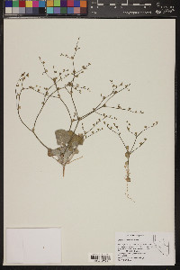 Eriogonum bifurcatum image