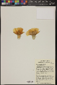 Opuntia humifusa image