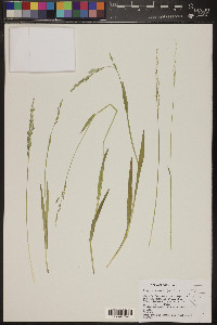 Torreyochloa erecta image