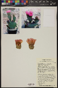 Opuntia basilaris image