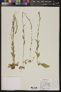 Arabis eschscholtziana image