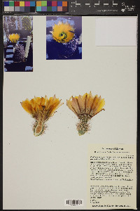 Echinocereus pectinatus image