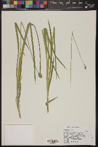 Carex nervina image