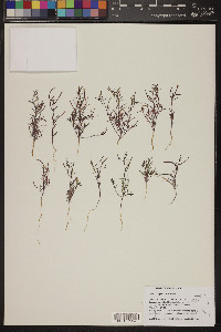 Camissonia pusilla image