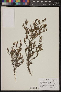 Cordylanthus parviflorus image