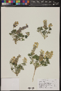 Lupinus malacophyllus image