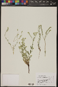 Cryptantha grandiflora image