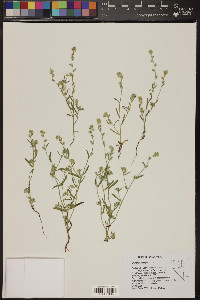 Cryptantha ambigua image