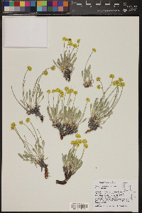 Eriogonum brevicaule image