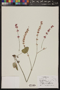 Eriogonum racemosum image