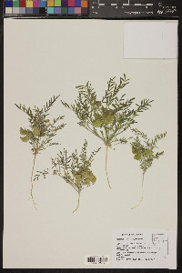 Astragalus geyeri image