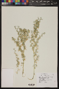 Astragalus kentrophyta var. elatus image