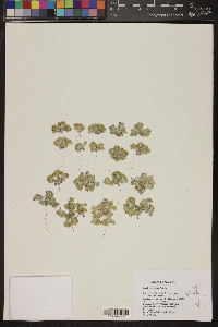 Eriophyllum pringlei image