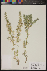 Astragalus kentrophyta image