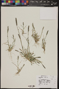 Crypsis alopecuroides image