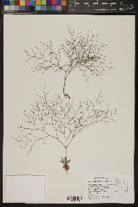 Oxytheca dendroidea image