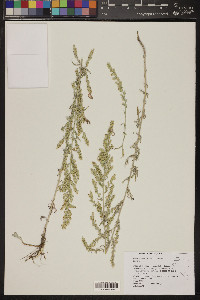 Artemisia ludoviciana subsp. albula image