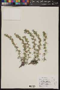 Astragalus kentrophyta var. elatus image