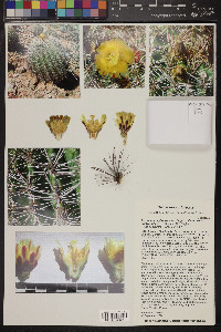 Ferocactus cylindraceus image