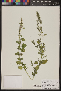 Chenopodium atrovirens image