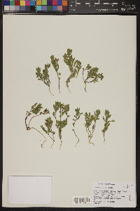 Scutellaria nana image