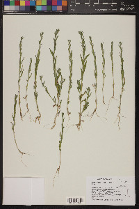 Epilobium torreyi image