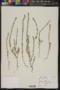 Epilobium torreyi image