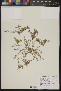 Chorizanthe watsonii image