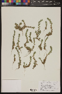 Epilobium campestre image