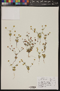 Eriogonum pharnaceoides image