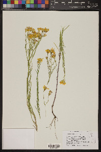 Senecio spartioides image