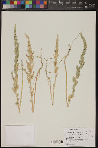 Atriplex truncata image