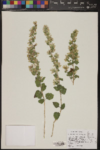 Brickellia californica image