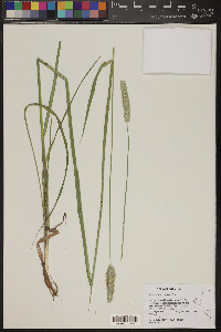 Alopecurus arundinaceus image