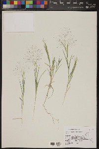 Muhlenbergia asperifolia image