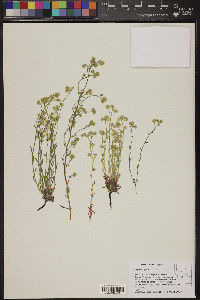 Cryptantha gracilis image