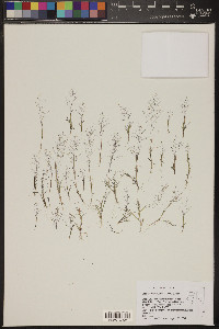 Muhlenbergia minutissima image