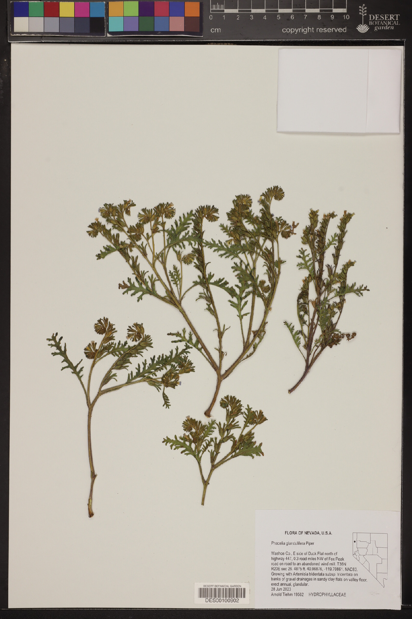 Phacelia glandulifera image
