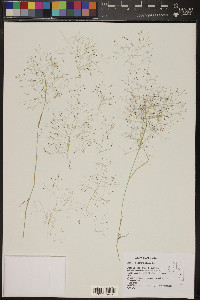 Muhlenbergia porteri image