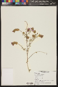 Lupinus sparsiflorus image