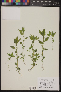 Parietaria pensylvanica image