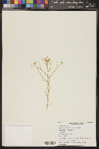 Senecio flaccidus var. monoensis image